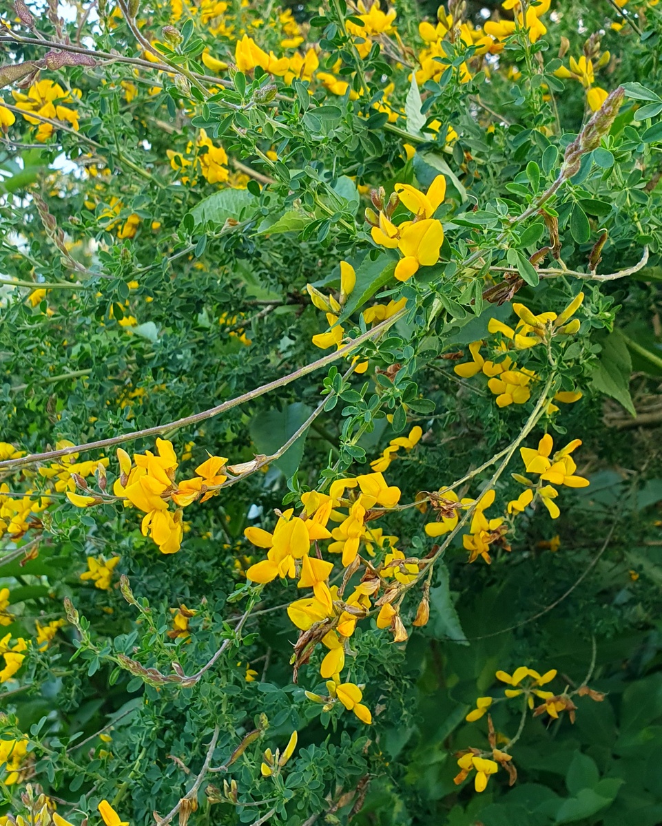 'Adenocarpus complicatus' isatsa, Eibar (01)