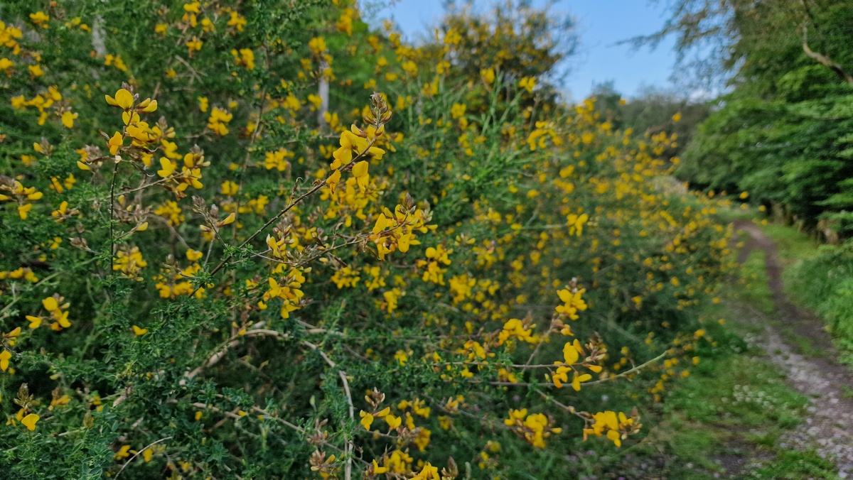 'Adenocarpus complicatus' isatsa, Eibar (02)