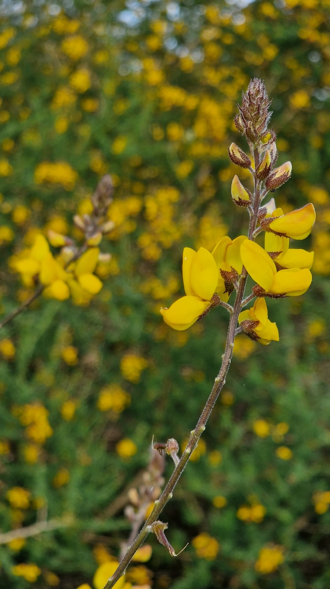 'Adenocarpus complicatus' isatsa, Eibar (03)