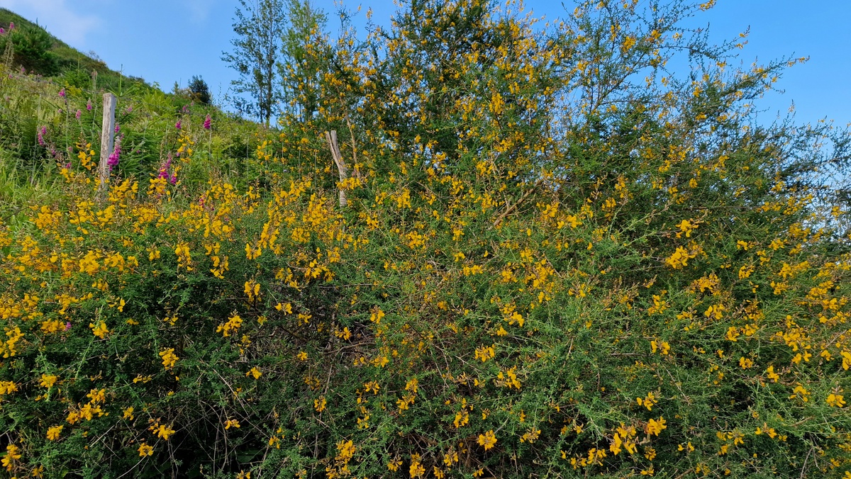 'Adenocarpus complicatus' isatsa, Eibar (04)