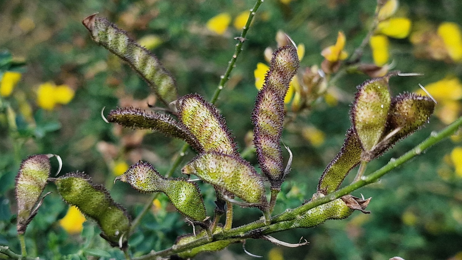 'Adenocarpus complicatus' isatsa, Eibar (05)