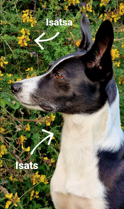 'Adenocarpus complicatus' isatsa eta Isats