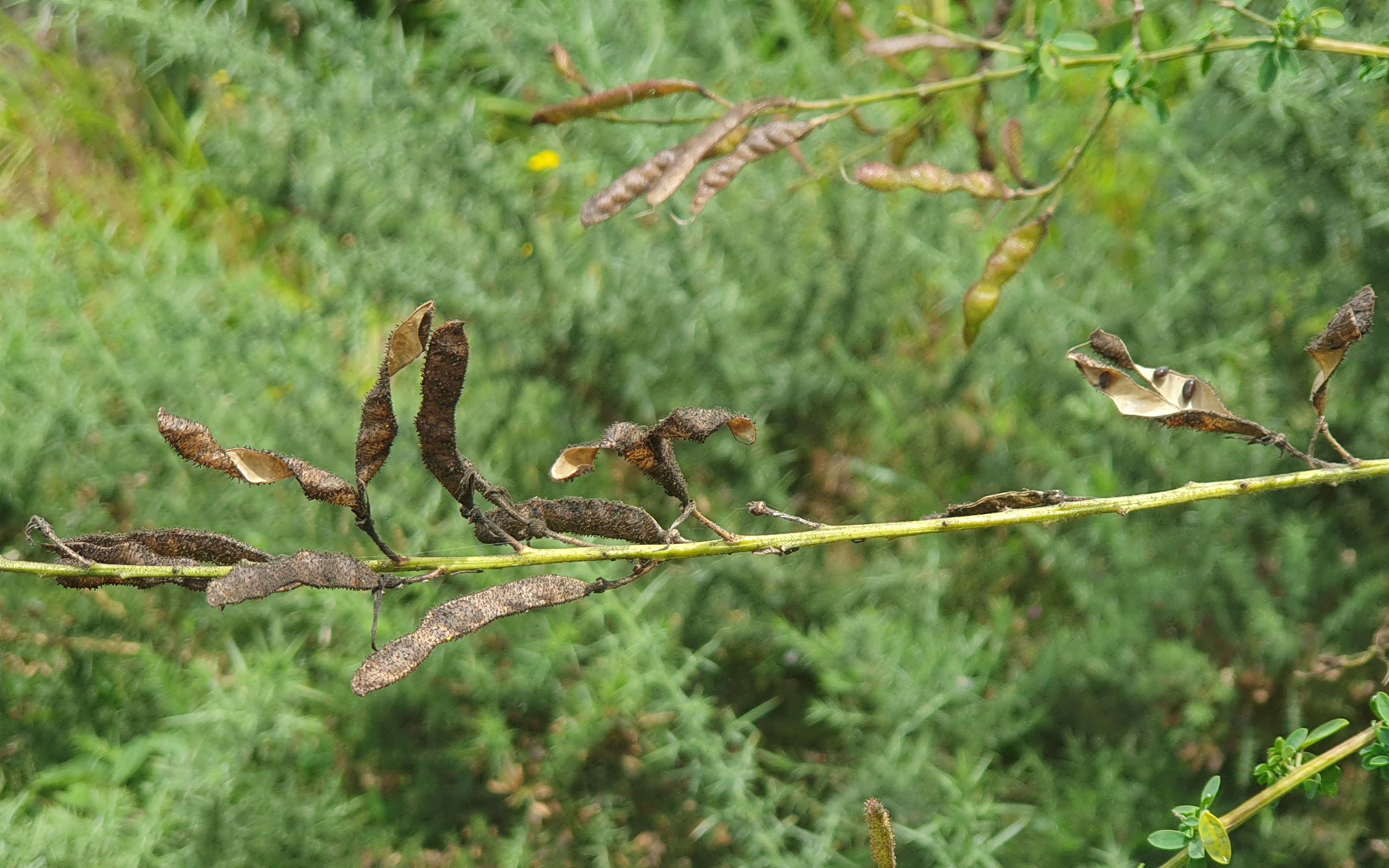 'Adenocarpus complicatus', leka lehorrak eta haziak irteten