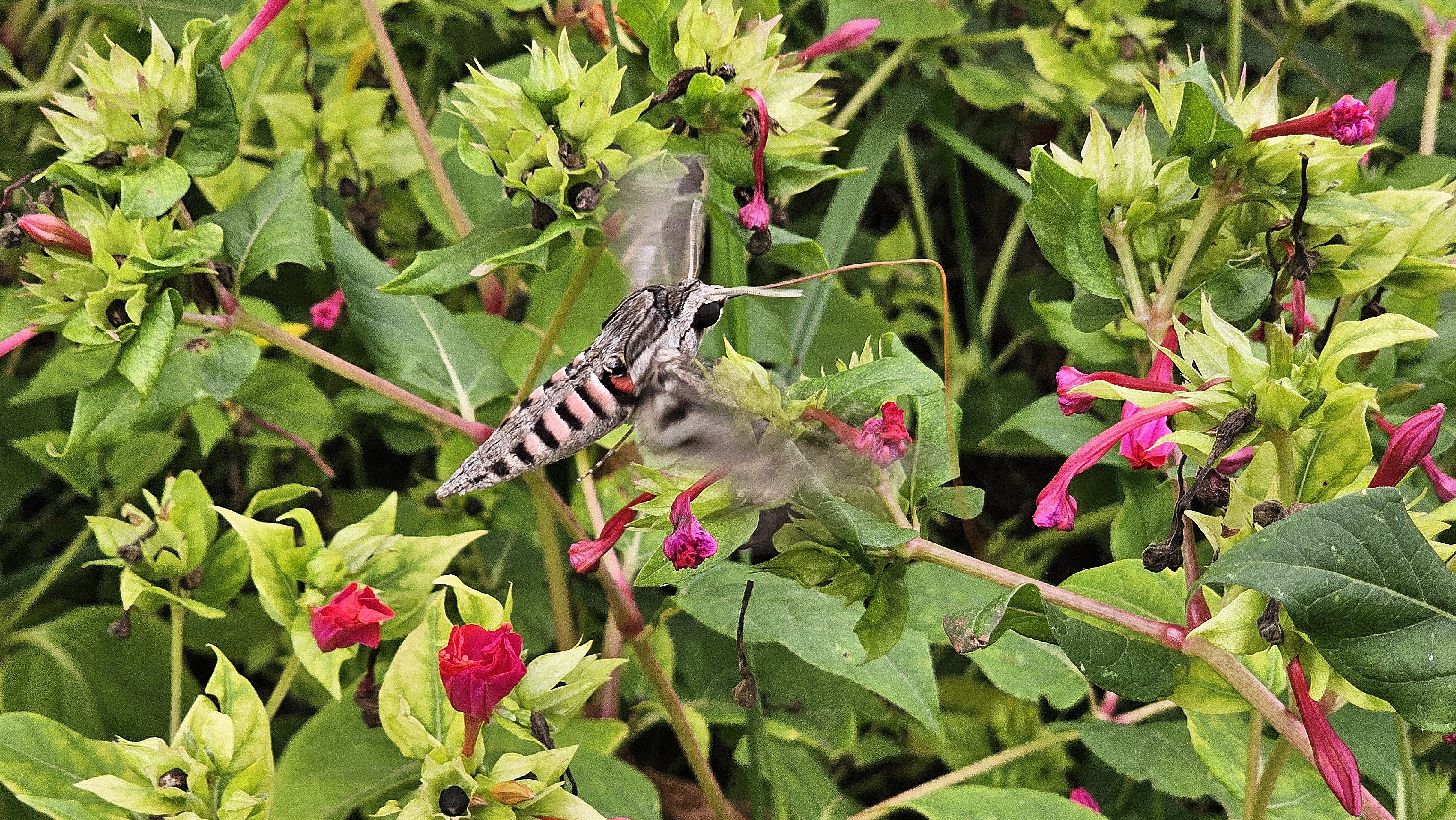 'Agrius convolvuli' ezkerte-esfingea - 01