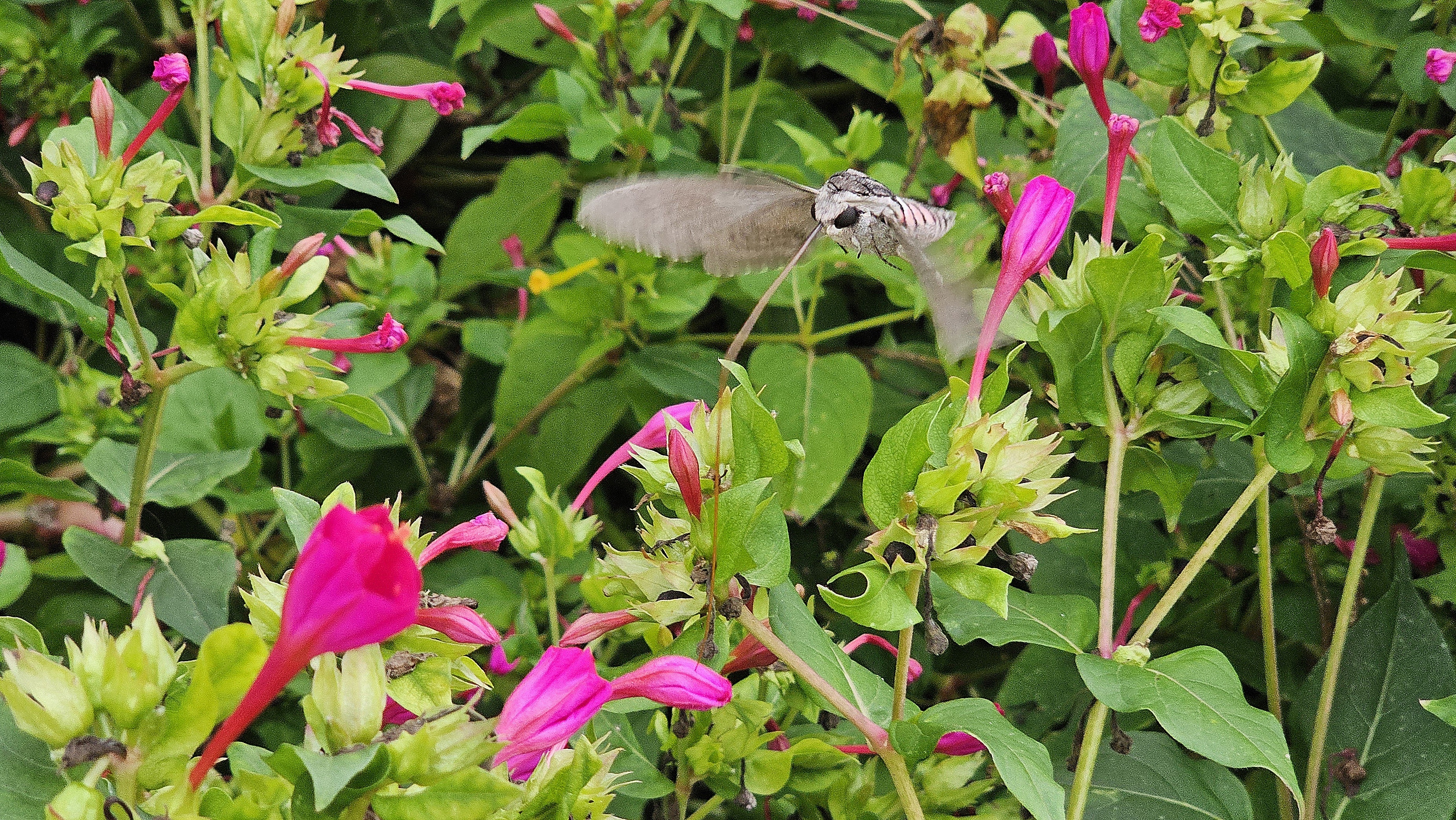 'Agrius convolvuli' ezkerte-esfingea - 02