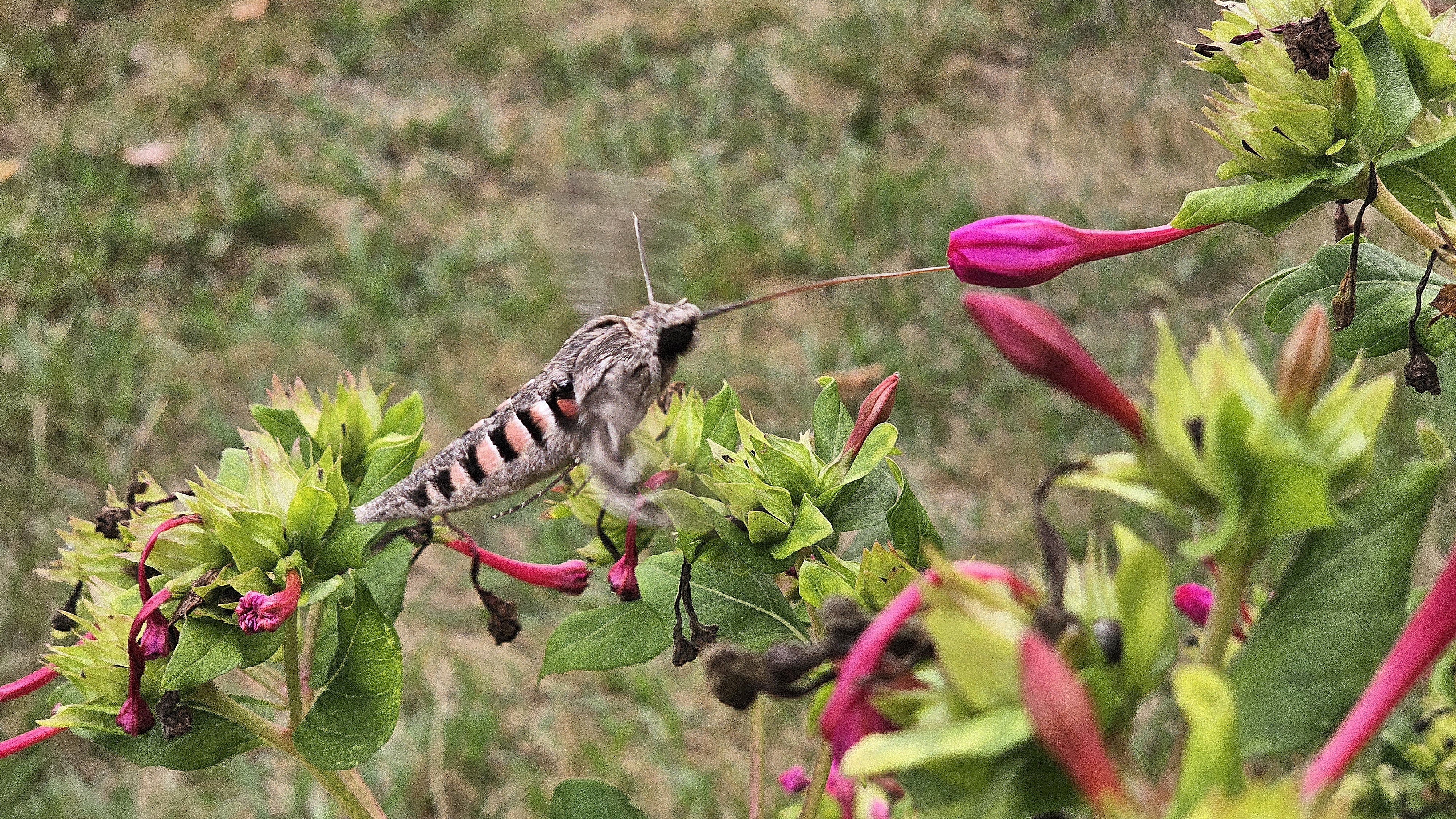 'Agrius convolvuli' ezkerte-esfingea - 03