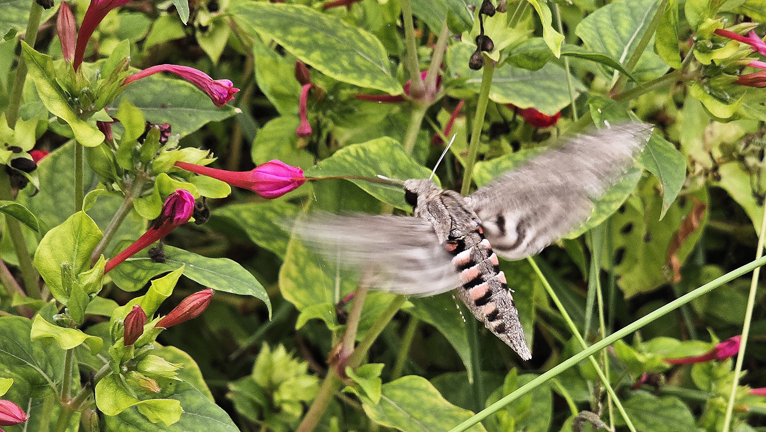 'Agrius convolvuli' ezkerte-esfingea - 04