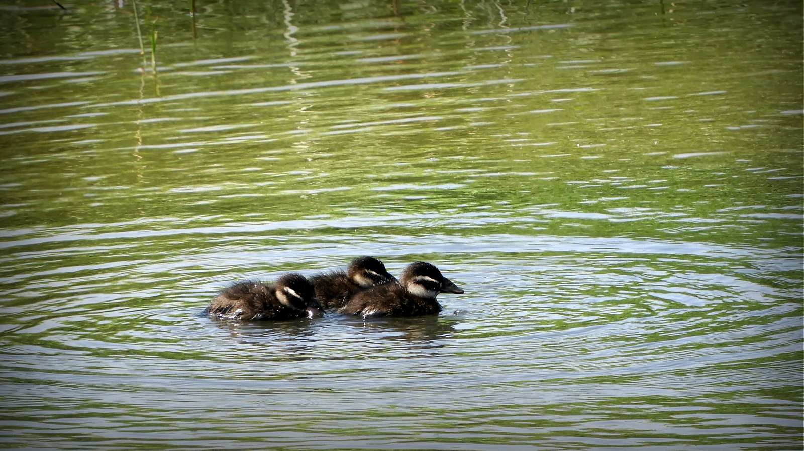 Ahate buruzuria (Oxyhura leucocephala) - 02