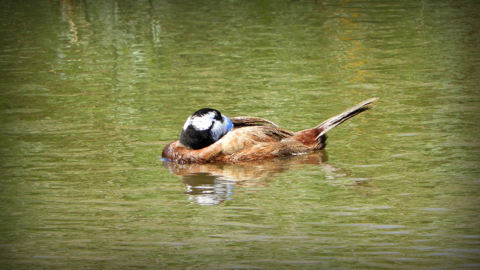 Ahate buruzuria (Oxyhura leucocephala) - 03