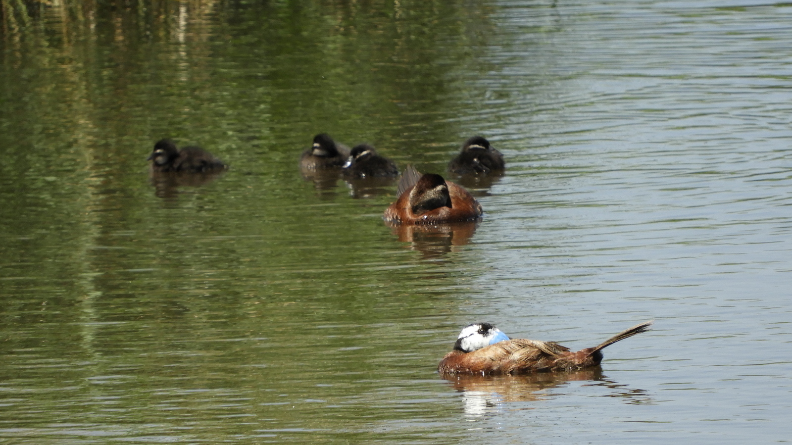 Ahate buruzuria (Oxyhura leucocephala) - 04