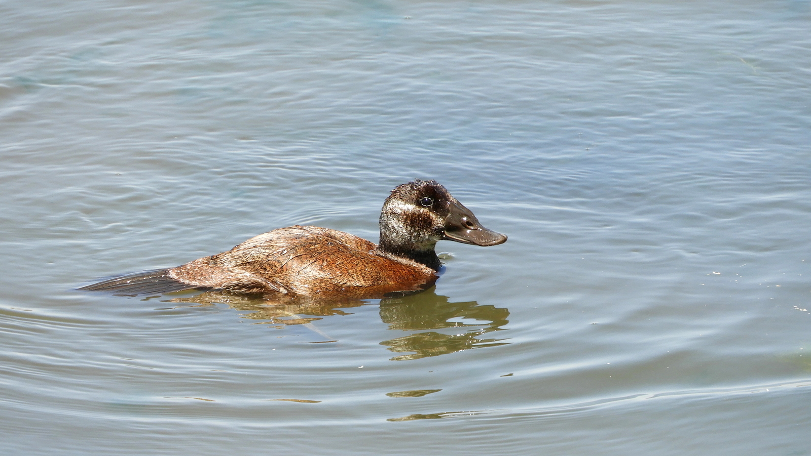 Ahate buruzuria (Oxyhura leucocephala) - 05