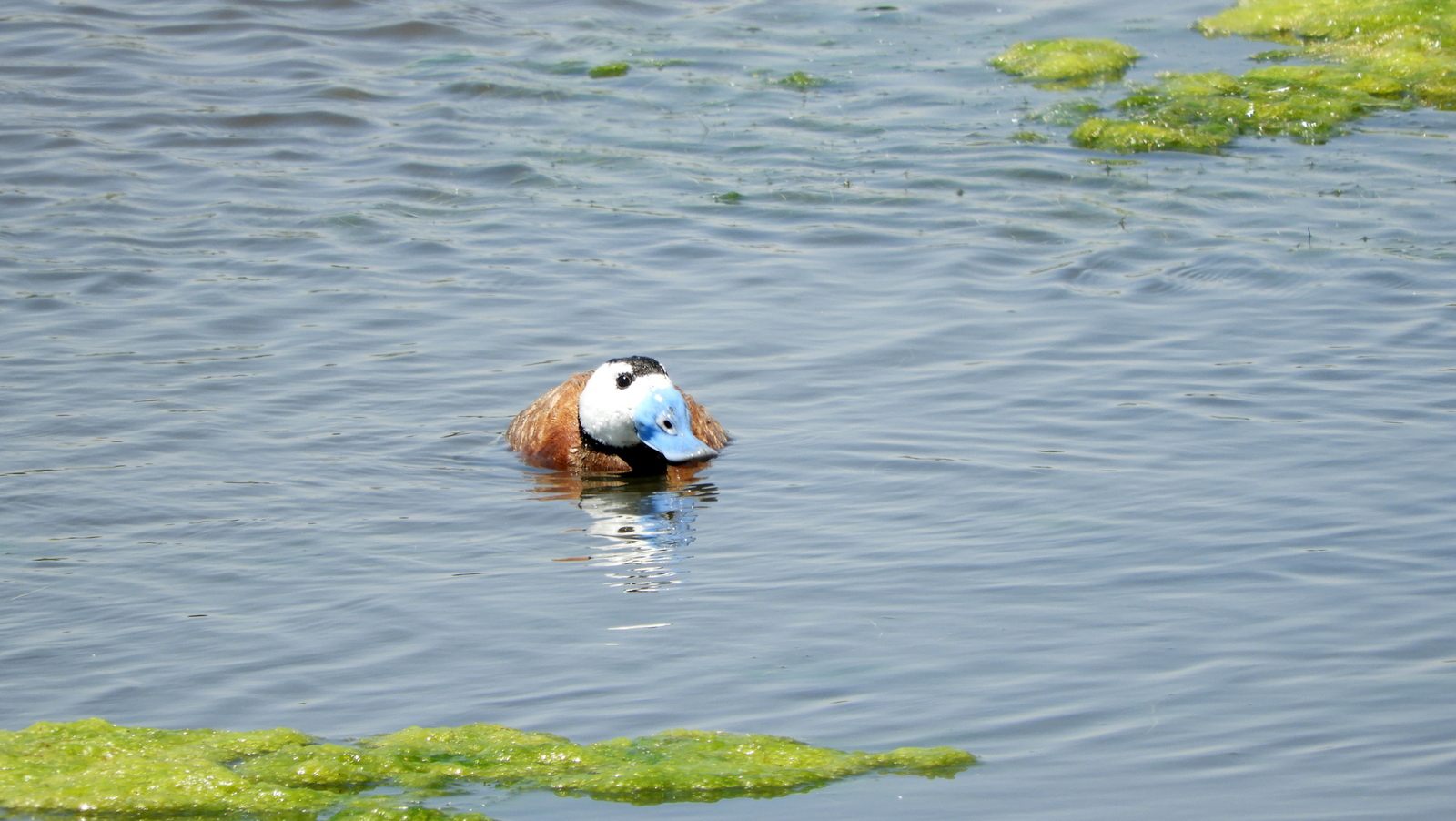 Ahate buruzuria (Oxyhura leucocephala) - 06
