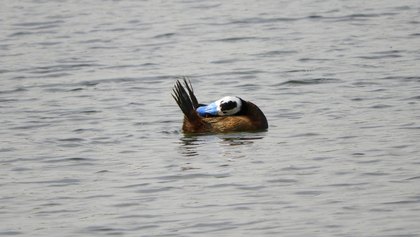 Ahate buruzuria (Oxyhura leucocephala) - 07