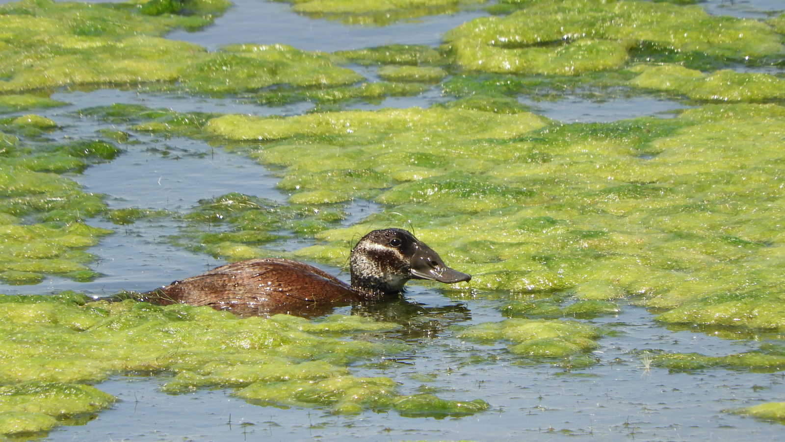 Ahate buruzuria (Oxyhura leucocephala) - 09