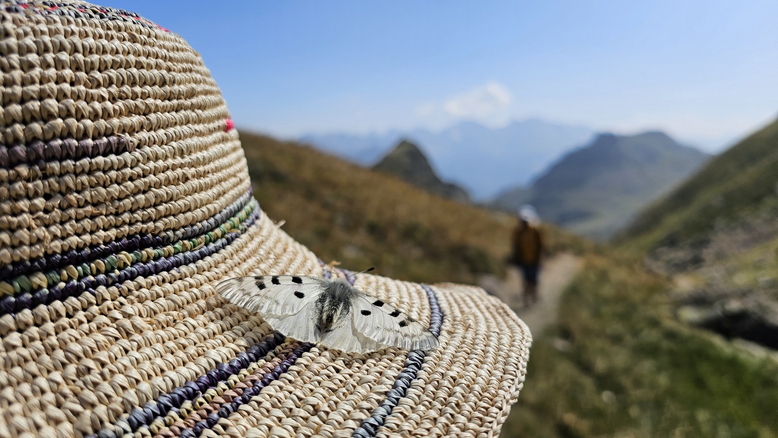 Apolo tximeleta (Parnassius apollo), Anayet mendi magalean (Huesca, Espainia), 2024ko abuztuan.