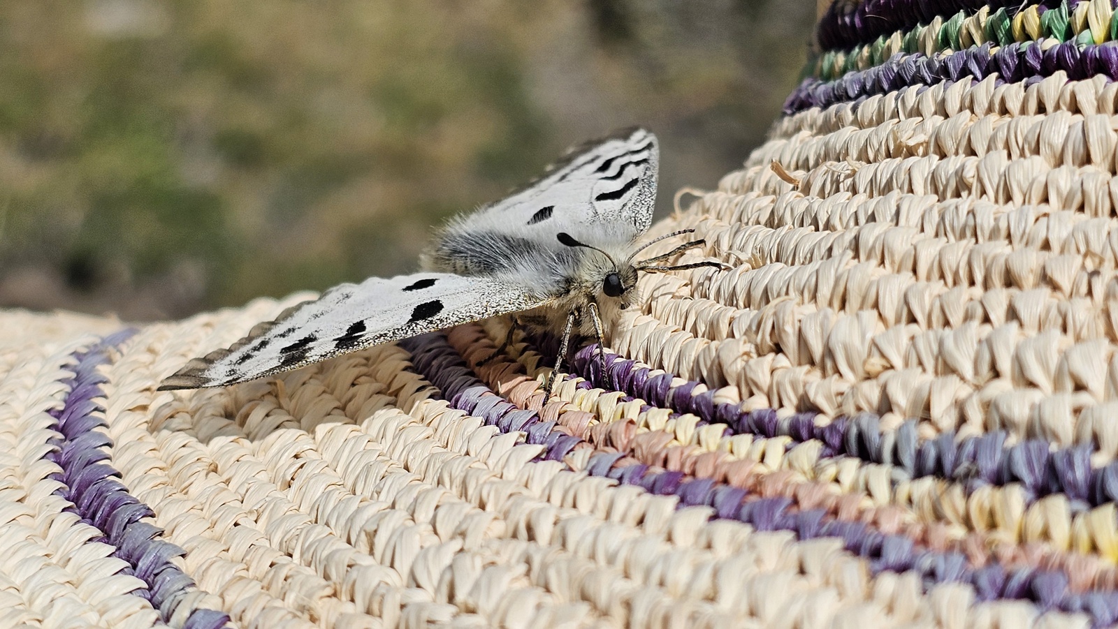 Apolo tximeleta (Parnassius apollo), Anayet mendi magalean (Huesca, Espainia), 2024ko abuztuan.