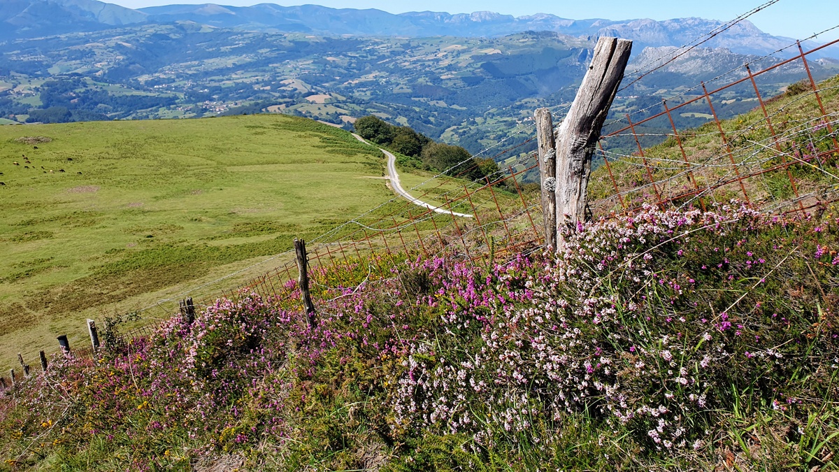 Armañon (856 m), txilarra maldan