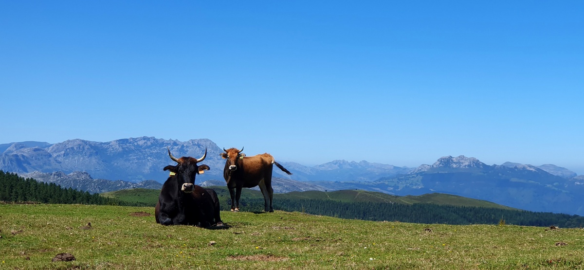 Armañon Parke Naturala, behiak