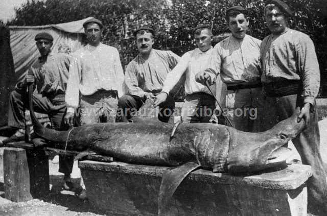 arrain-beltza-cetorhinus-maximus-zarautz-1925