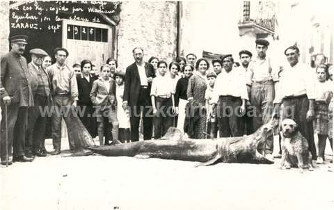 'Arrainbeltza' (Cetorhinus maximus) Zarautz 1925