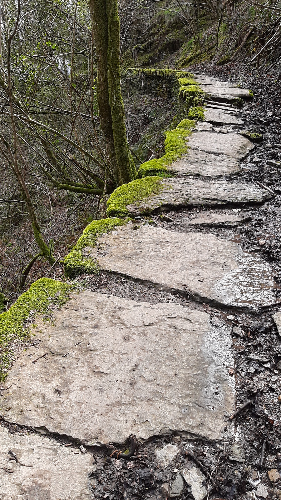 Arrajola - Sosola harbidea, Eibar