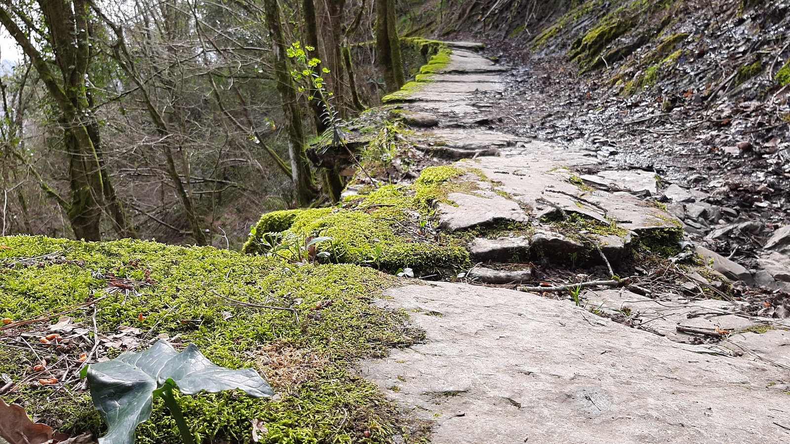 Arrajola - Sosola harbidea, Eibar