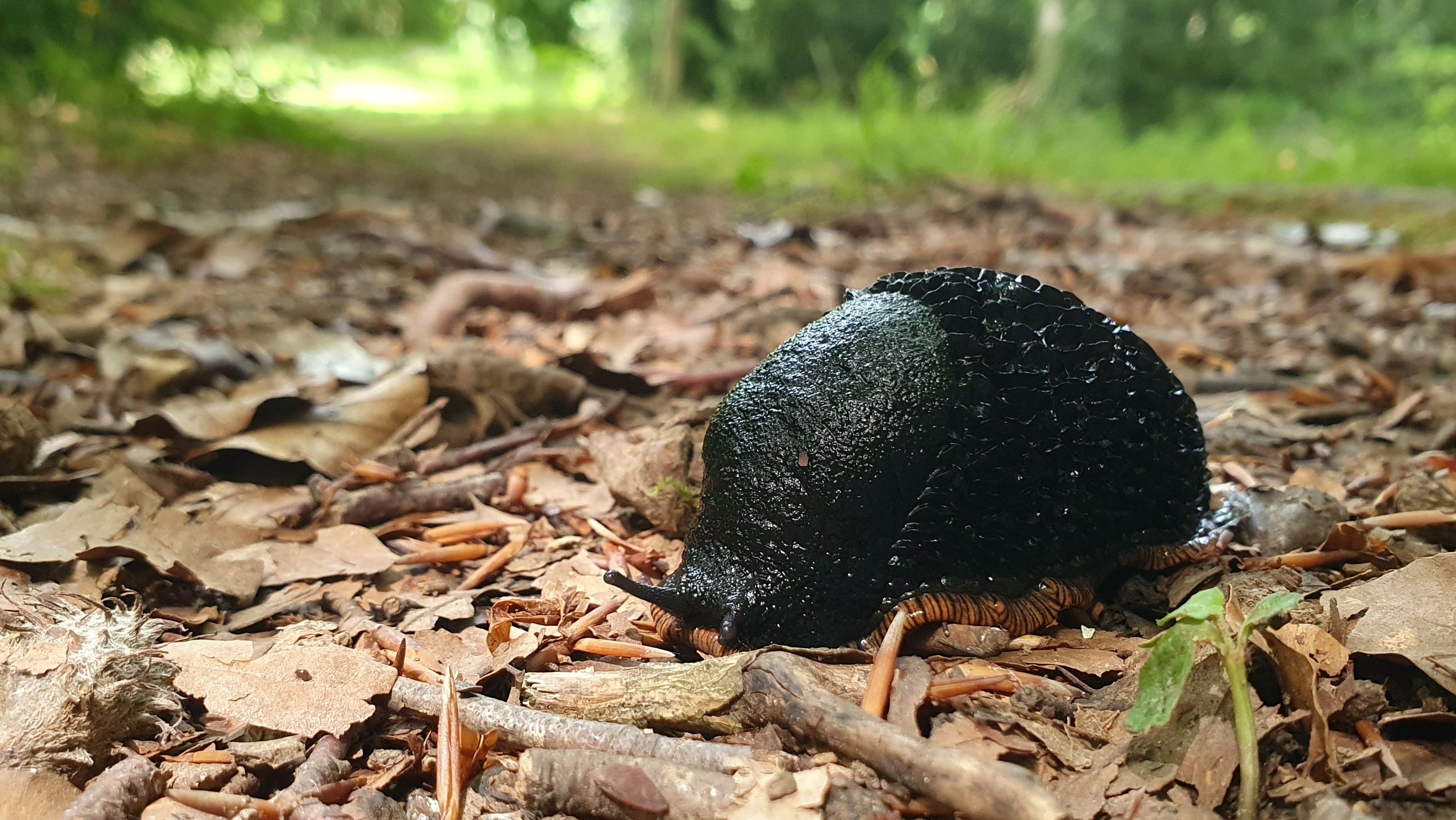 Baretzar beltza (Arion ater) - 01