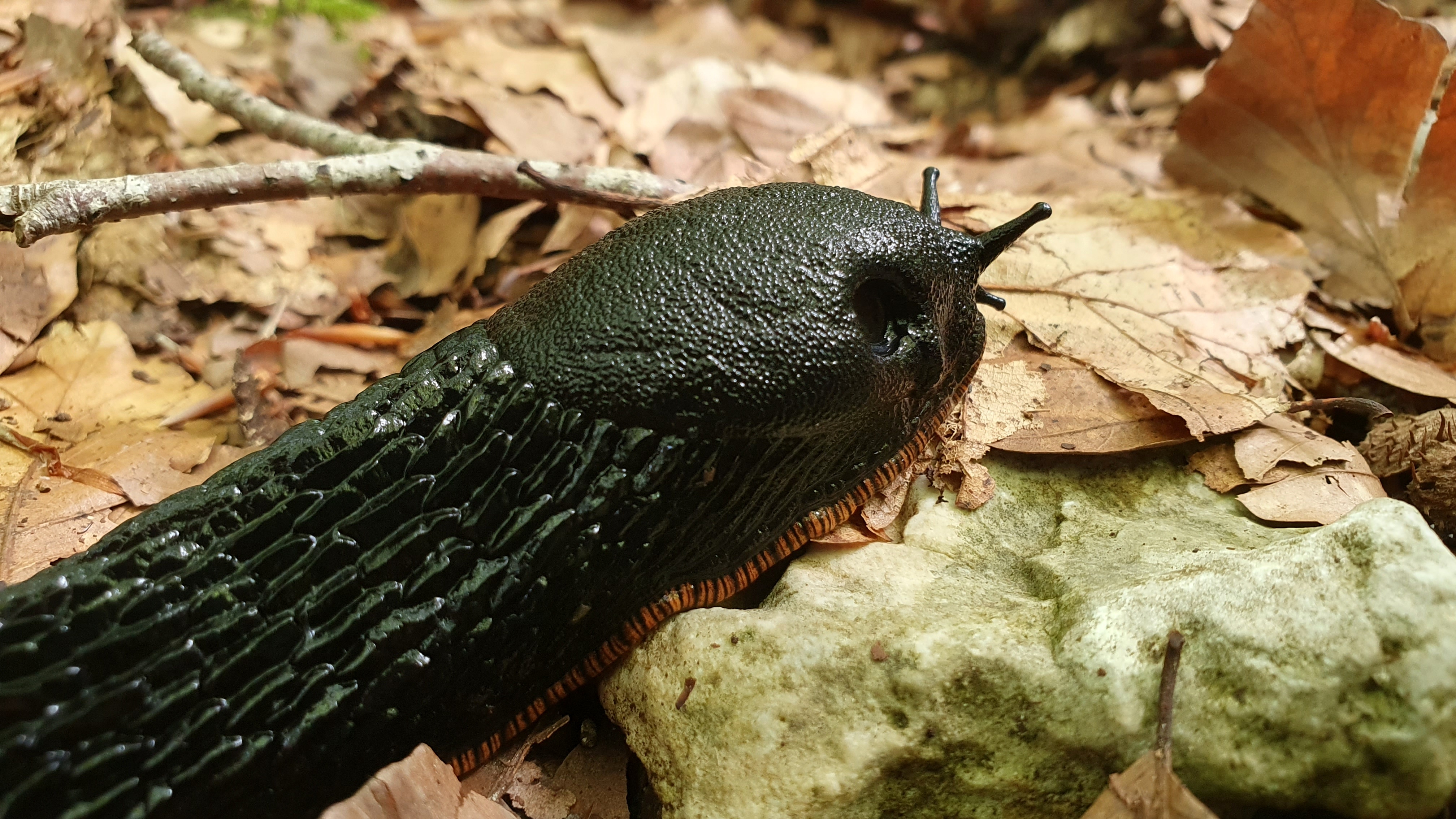 Baretzar beltza (Arion ater) - 02