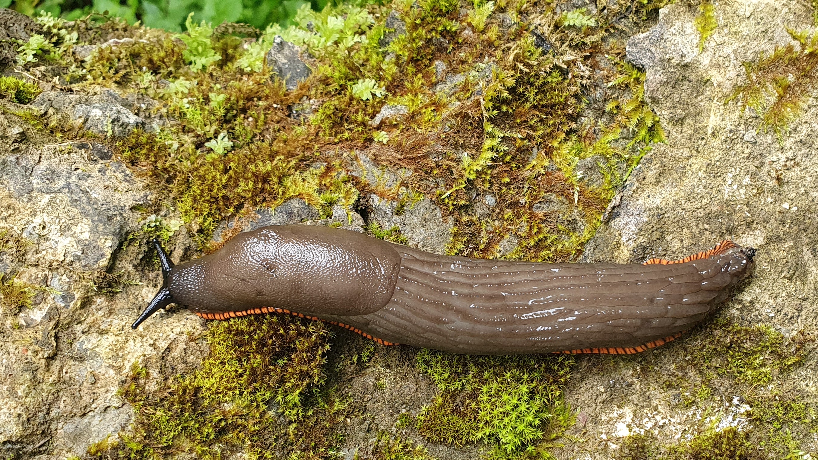 Baretzar beltza (Arion ater) - Morfo edo fenotipo arrea