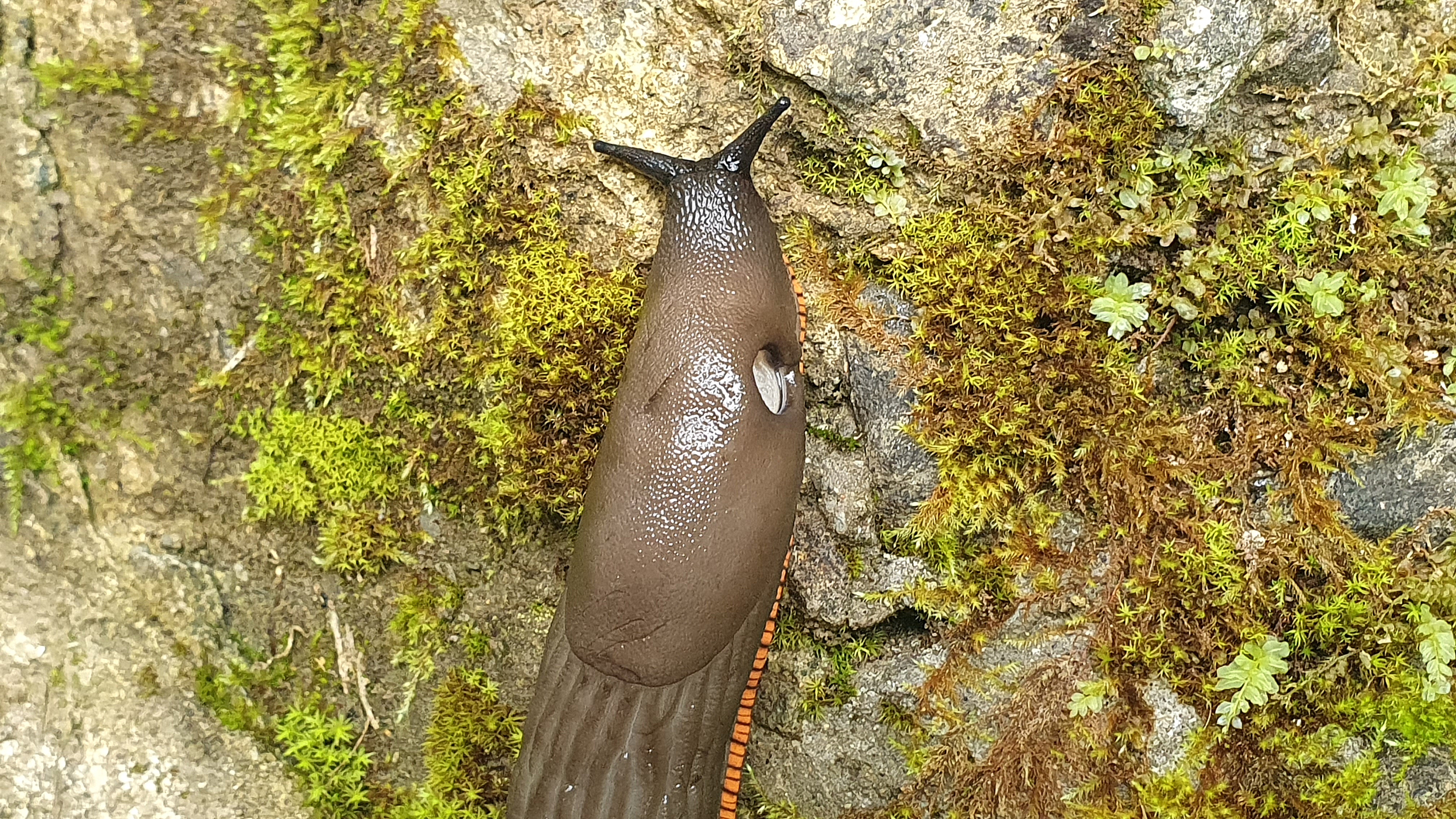Baretzar beltza (Arion ater) - Morfo edo fenotipo arrea, neumostoma