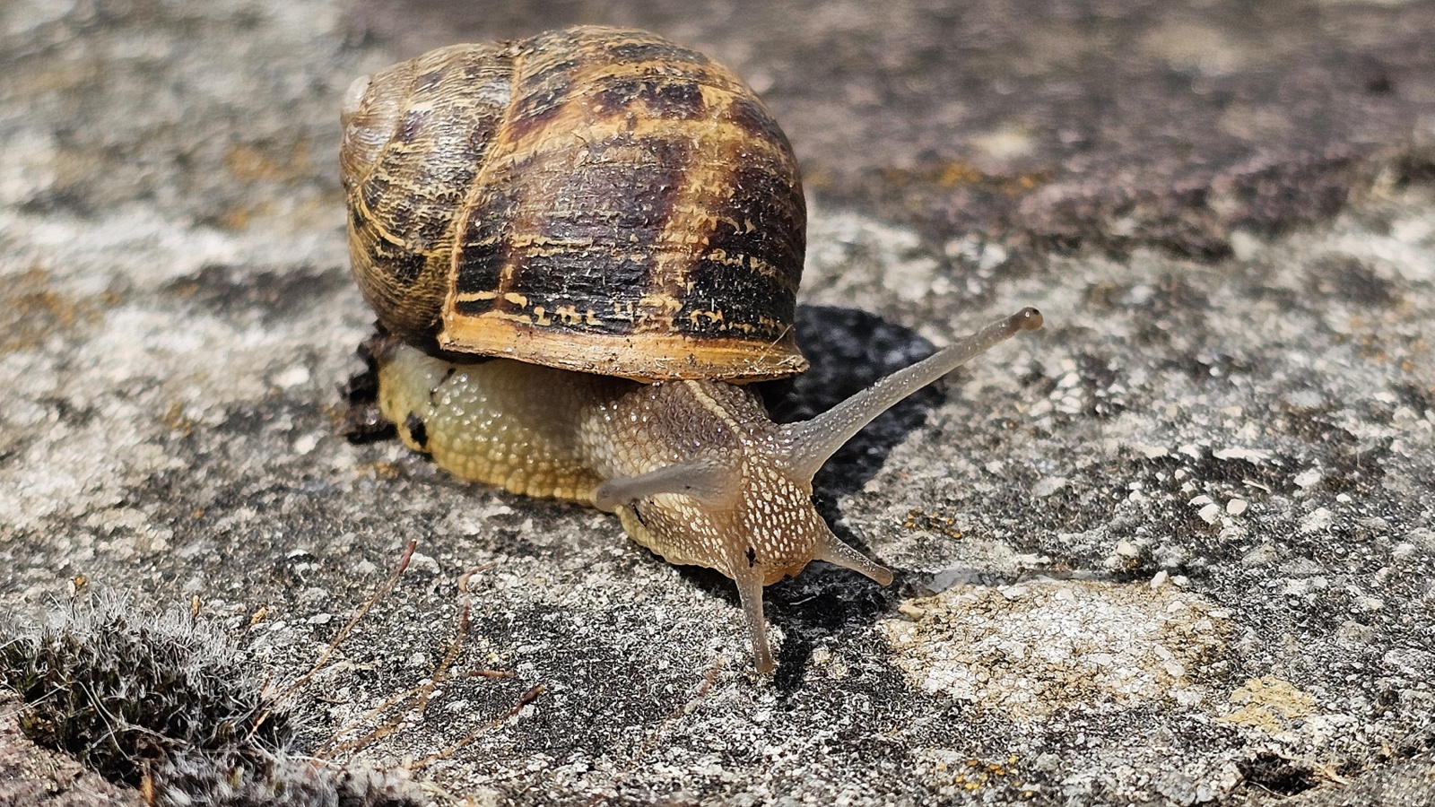 Barraskilo arrunta, 'Cornu aspersum' (sin. Helix aspersa) - 01