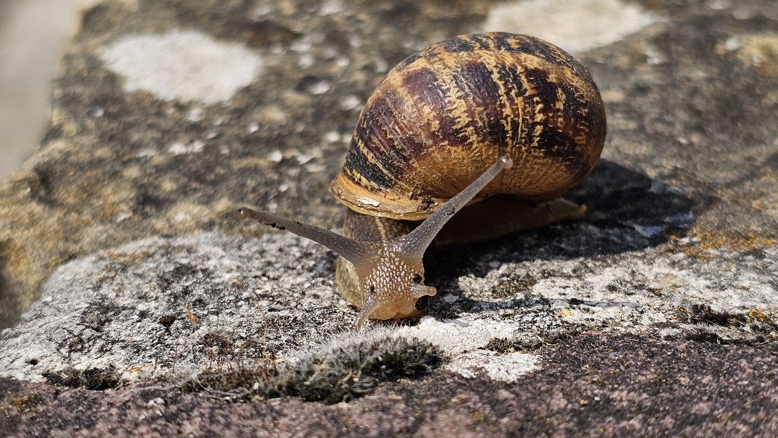 Barraskilo arrunta, 'Cornu aspersum' (sin. Helix aspersa) - 03