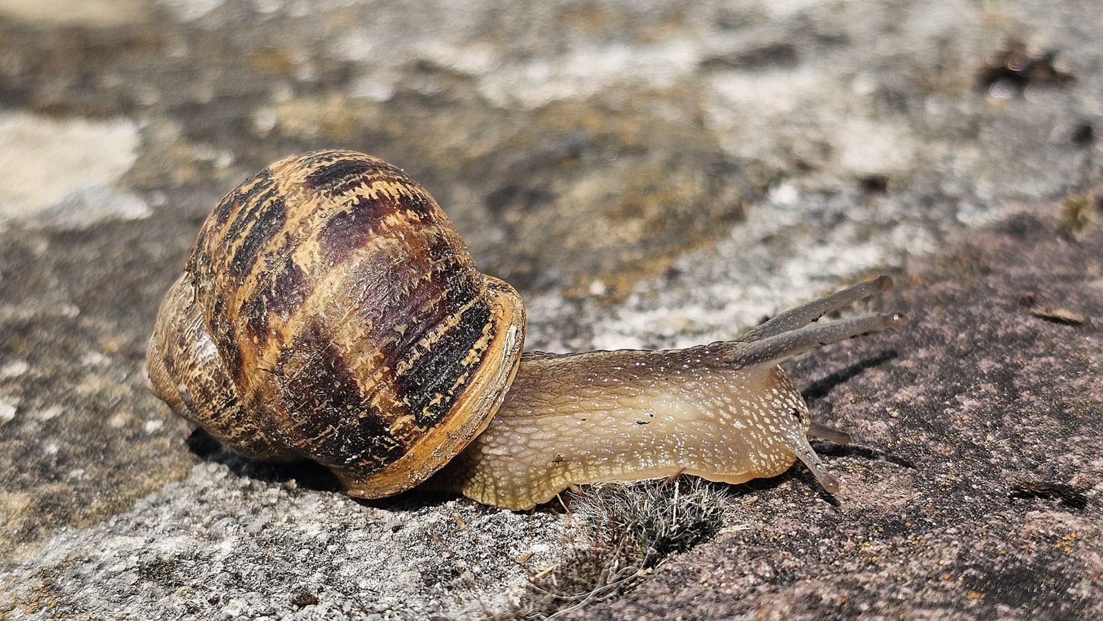 Barraskilo arrunta, 'Cornu aspersum' (sin. Helix aspersa) - 04