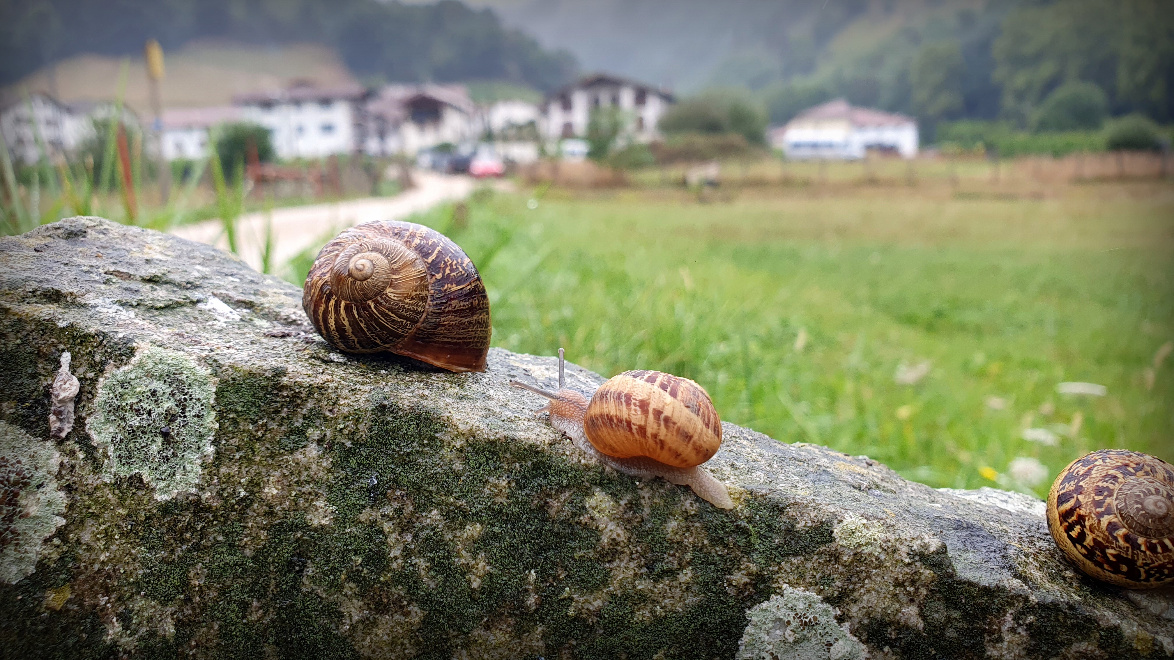 Barraskilo arrunta, 'Cornu aspersum' (sin. Helix aspersa) - 06