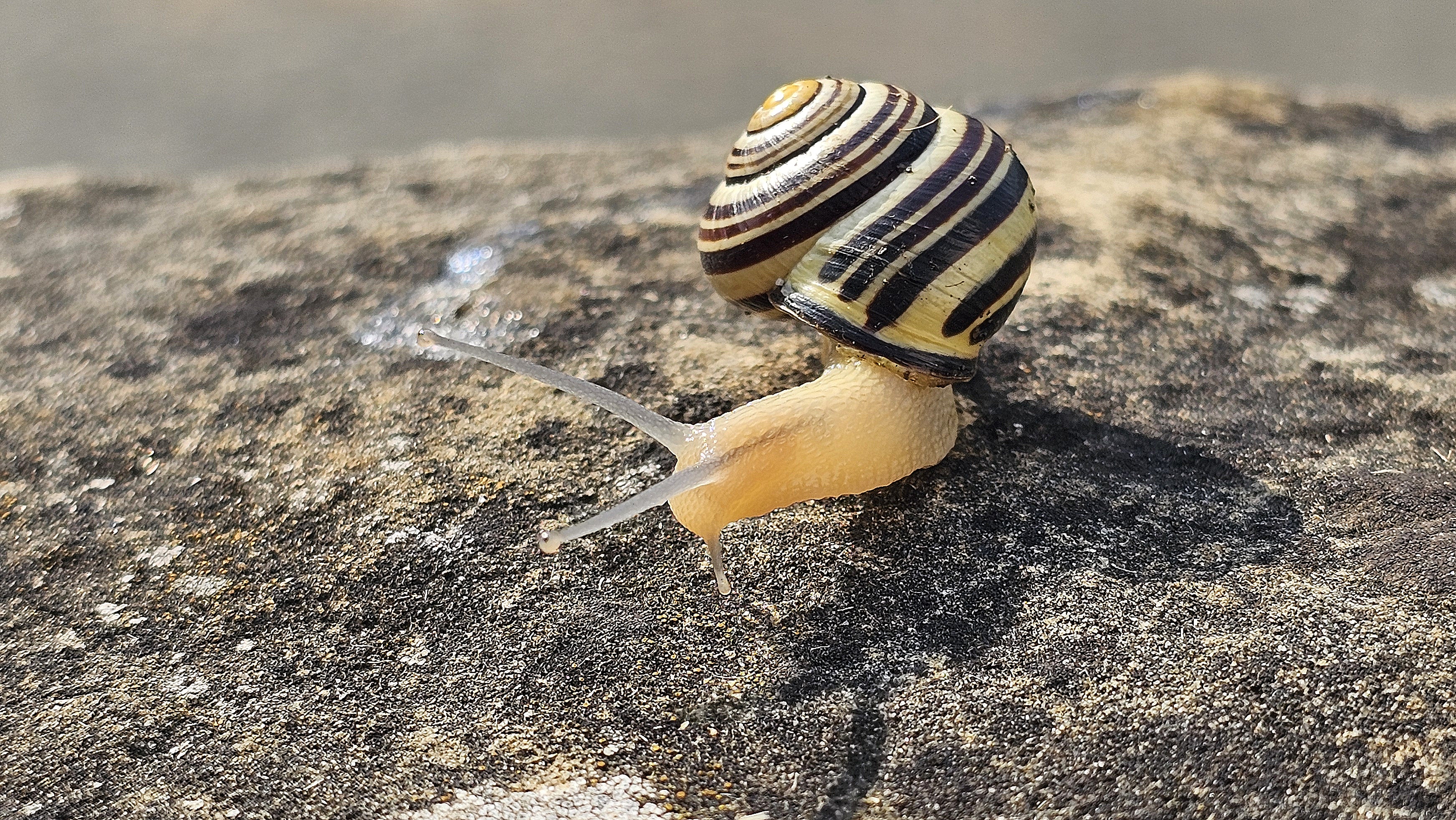 Baso-barraskiloa (Cepea nemoralis) - 01