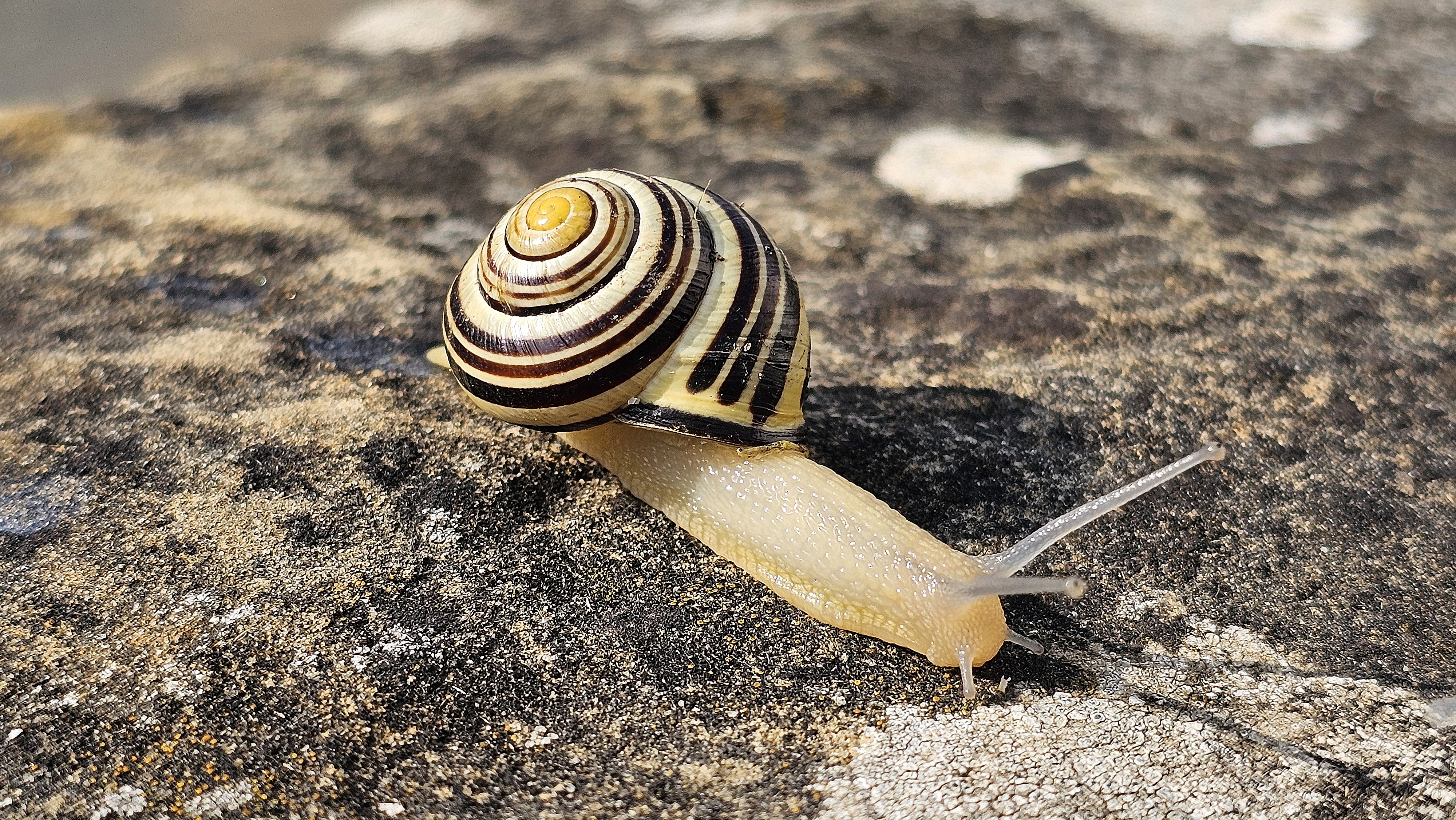 Baso-barraskiloa (Cepea nemoralis) - 02