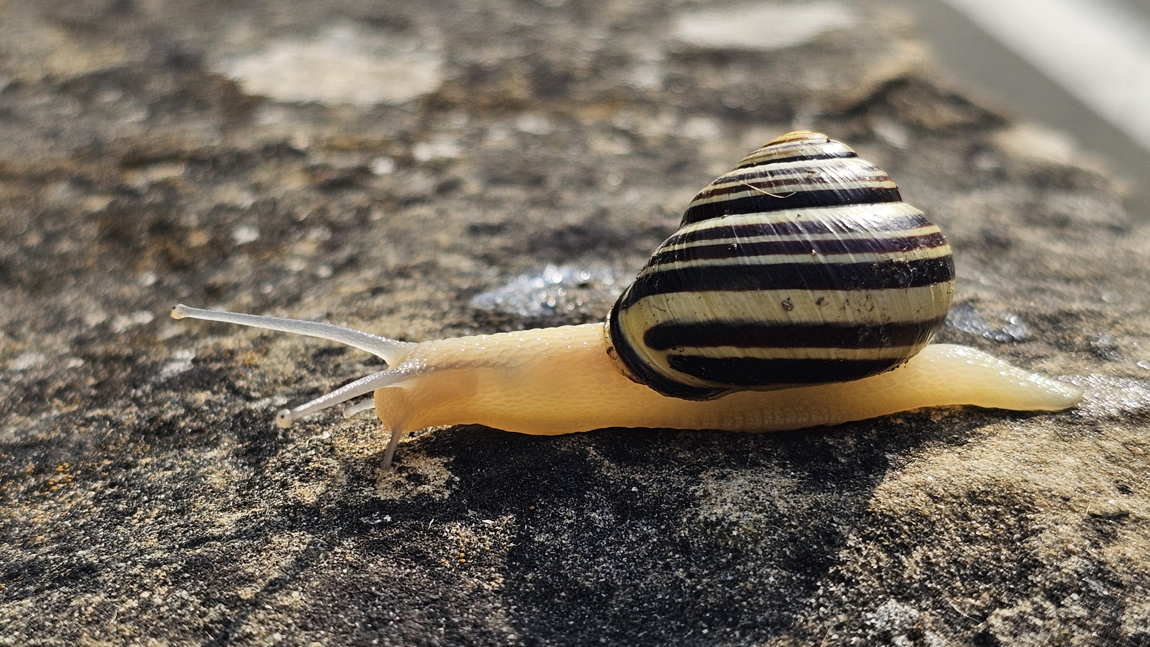 Baso-barraskiloa (Cepea nemoralis) - 04