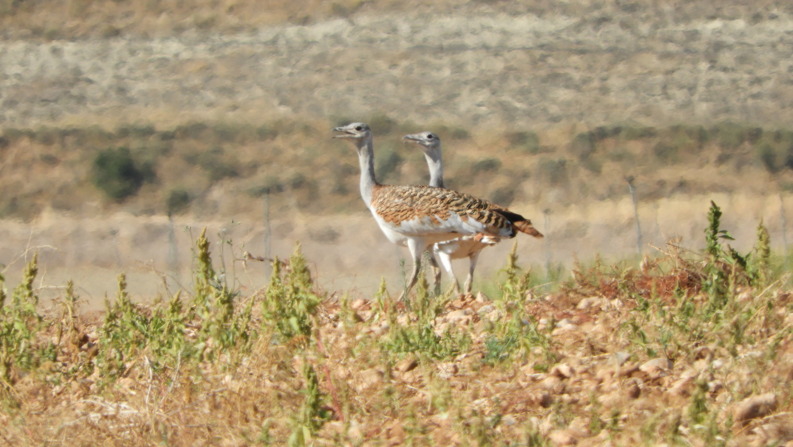 Basoilo handia, Otis tarda