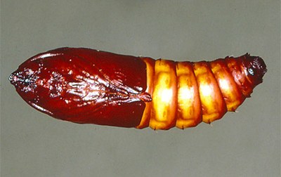 Cossus cossus krisalida Cossus cossus krisalida