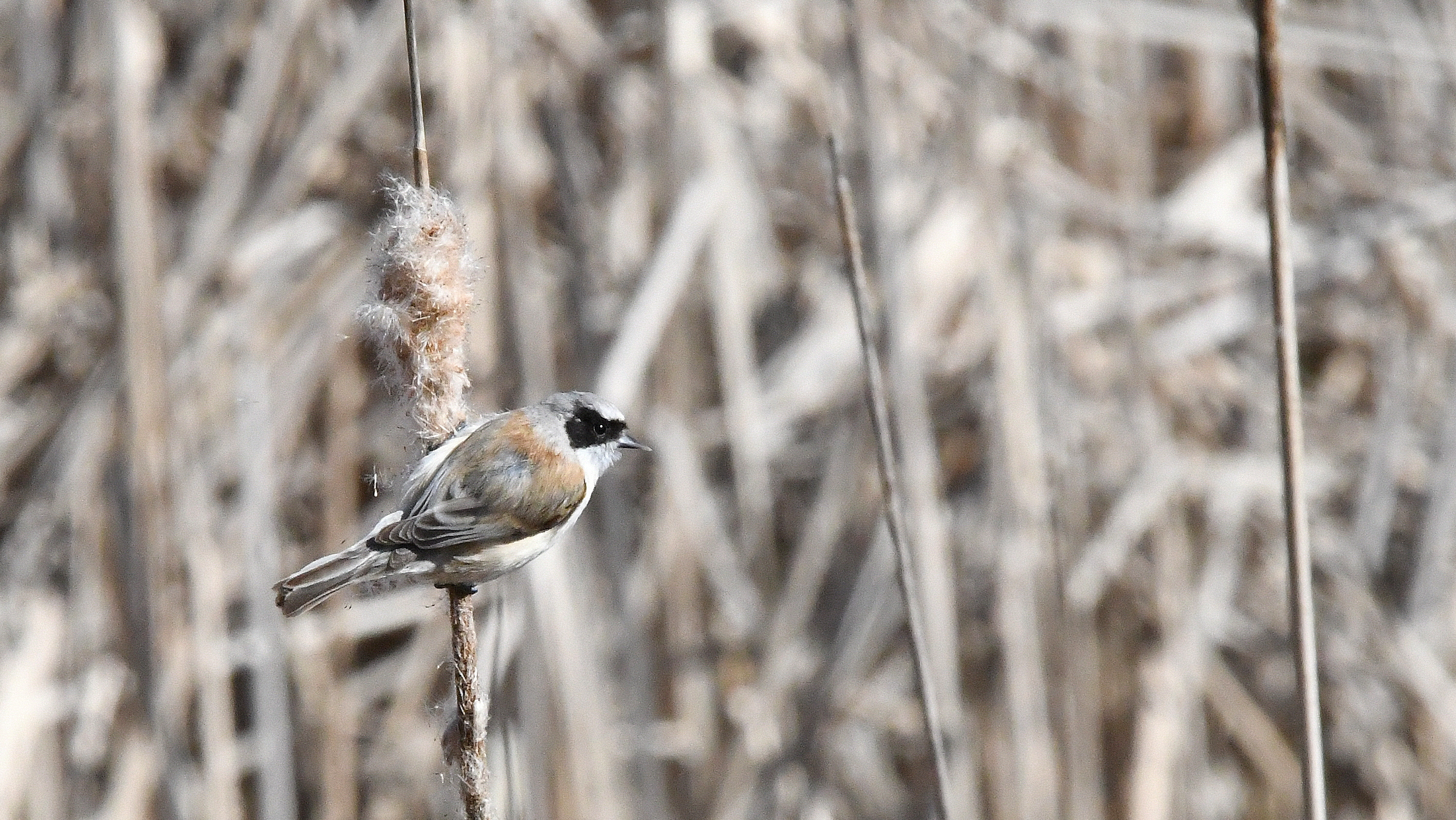 Dilindaria (Dos Reinos, Nafarroa)