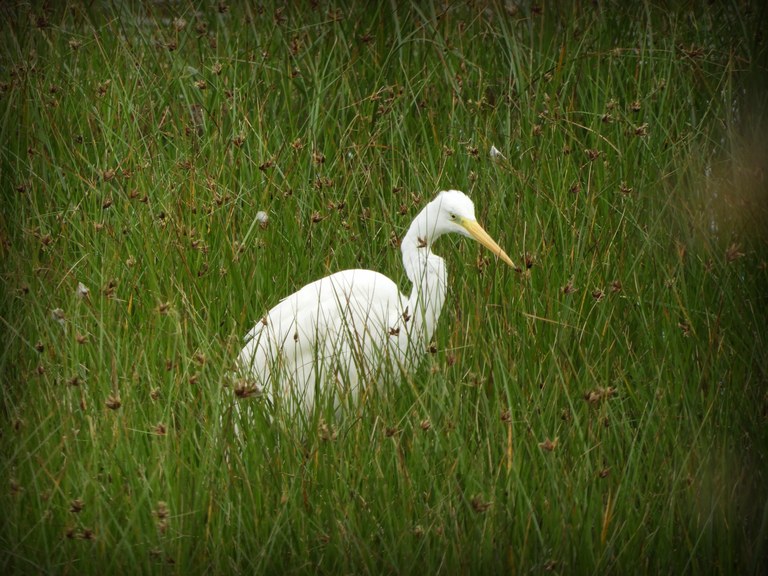 Doñanako parke naturala - 01 Doñanako parke naturala - 01