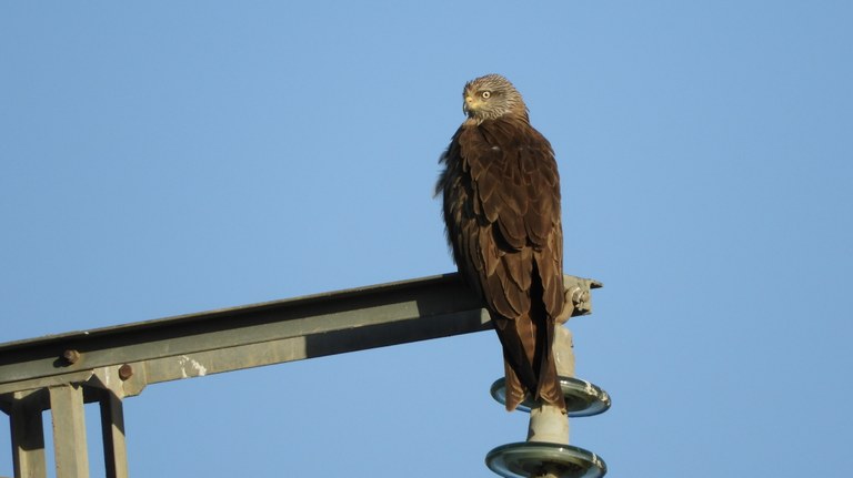 Doñanako parke naturala - 02 Doñanako parke naturala - 02