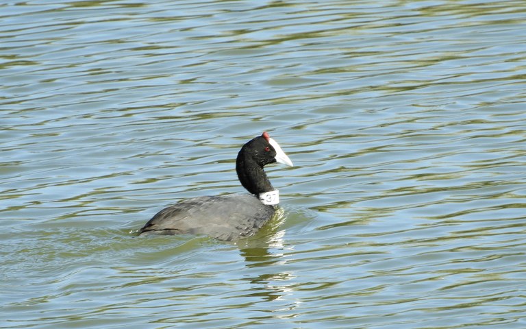 Doñanako parke naturala - 03 Doñanako parke naturala - 03