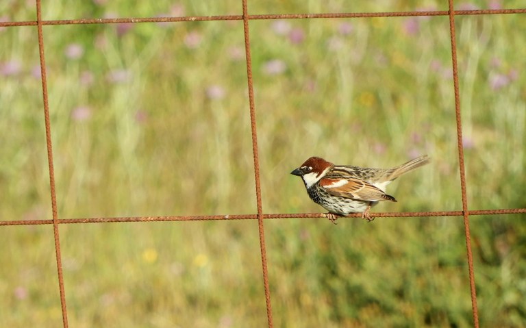 Doñanako parke naturala - 04 Doñanako parke naturala - 04