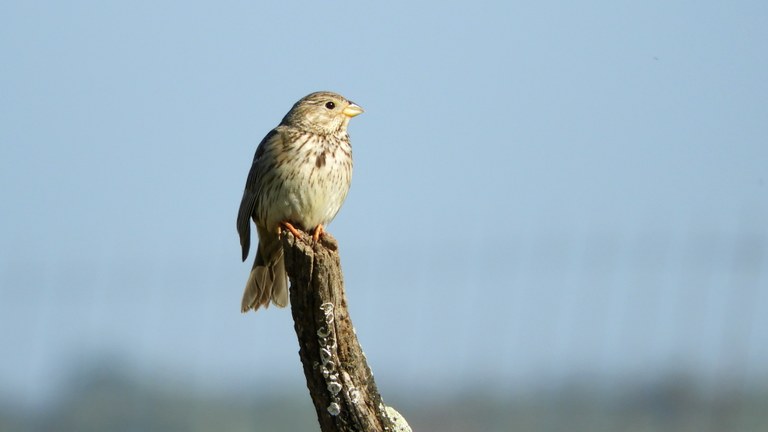 Doñanako parke naturala - 05 Doñanako parke naturala - 05