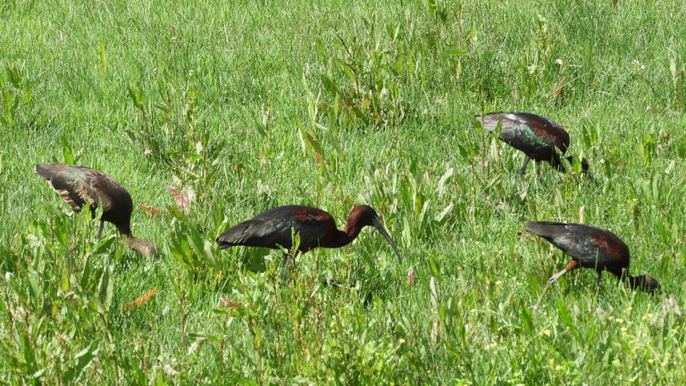 Doñanako parke naturala - 06 Doñanako parke naturala - 06