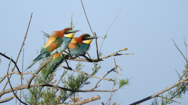 Doñanako parke naturala - 07 Doñanako parke naturala - 07