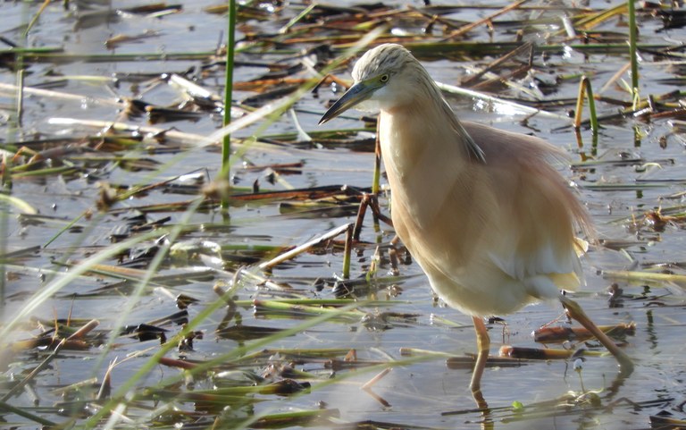 Doñanako parke naturala - 08 Doñanako parke naturala - 08