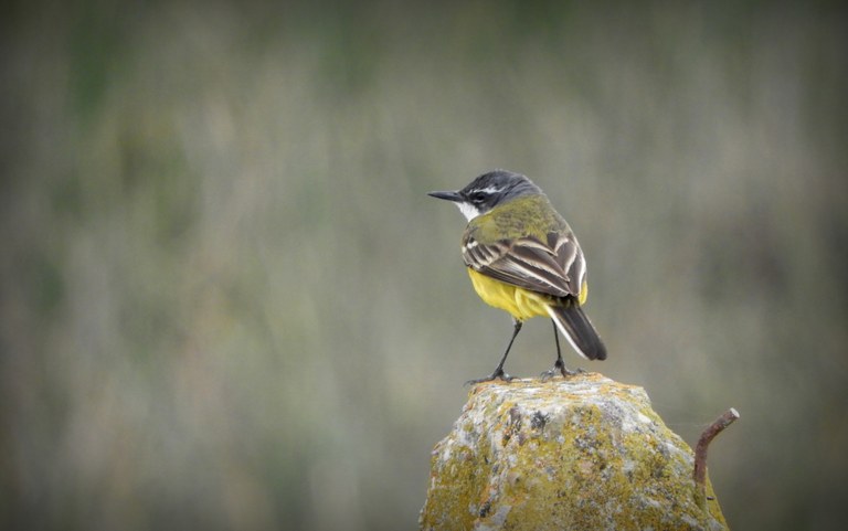 Doñanako parke naturala - 09 Doñanako parke naturala - 09