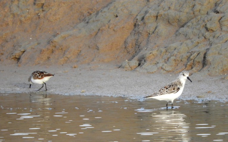 Doñanako parke naturala - 11 Doñanako parke naturala - 11